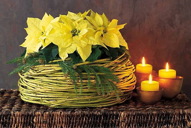 Ozdoby i dekoracje świąteczne na Boże Narodzenie. Stroiki bożonarodzeniowe. Kremowa poinsecja jest tak urokliwa, że nie potrzebuje wiele ozdób. Wystarczą gałązki jałowca i osłonka uwita z pędów derenia złotokorego