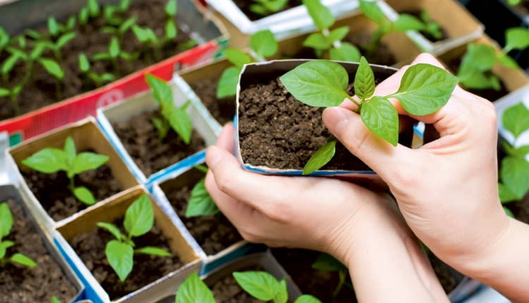 Przygotowania. Rośliny, które sami uprawialiśmy pod dachem, wystawiamy w ciepłe dni na zewnątrz, w osłonięte od wiatru i lekko ocienione miejsca. Dzięki temu po wysadzeniu na miejsce stałe nie doznają szoku, który zahamuje ich rozwój. Natomiast rozsada kupowana od ogrodników jest już zahartowana. Kilka-kilkanaście godzin przed przesadzaniem rośliny podlewamy, by były jędrne, a ziemia dobrze obklejała korzenie i chroniła je przed uszkodzeniem. Gleba powinna być wcześniej dobrze odchwaszczona, nawieziona, spulchniona, a poprzedniego dnia - podlana. Przygotowujemy w niej rowki lub dołki dla roślin.