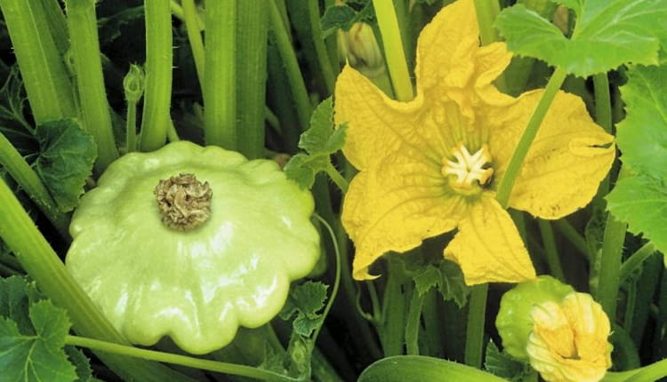 Złociste kwiaty patisonów również są jadalne