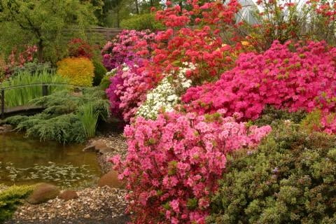 24.05.2004 PIASECZNO SZKOLKA ROSLIN OZDOBNYCH KRZEWY LISCIASTE KWIATY WIOSNA AZALIA RHODODENDRON