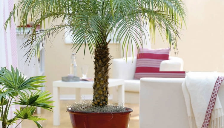 Phoenix roebelenii ( Zwergdattelpalme ) im roten Übertopf 61032327 SLOWA KLUCZOWE: 000 Grünpflanze Palme Portrait Topf Wohnzimmer Zimmerpflanze ganzjährig Frühling Sommer Herbst Winter hoch innen msgnp10