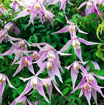 POWOJNIK ALPEJSKI ' RUBY ' CLEMATIS - ROSLINA , PNACZE , KWIATY FOT. LILIANNA SOKOLOWSKA PUBLIKACJA KWIETNIK NR 5 (197) - 5 2011