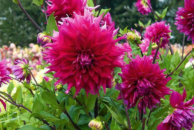 SLOWA KLUCZOWE: cebule cebulki cnb holandia karpa karpy kwiat kwiaty JOCONDO - Decoratief