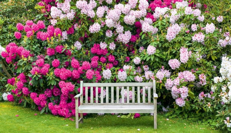 Zdrowe różaneczniki kwitną co roku w maju i czerwcu.