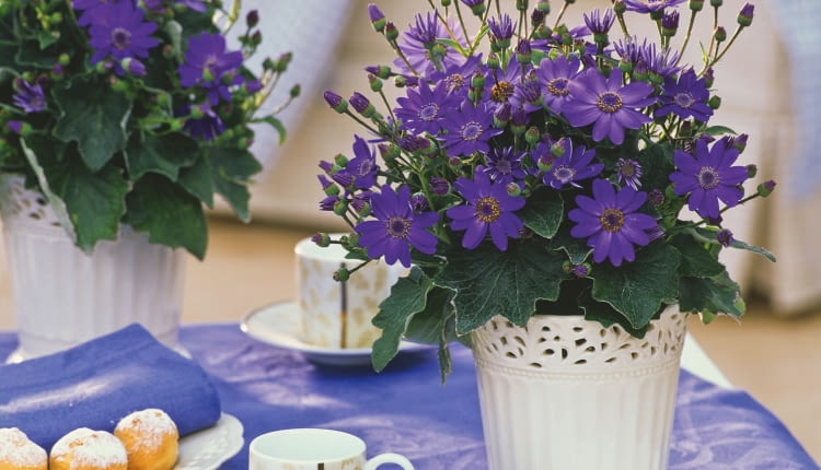 Starzec popielnik (Senecio cruentus)
