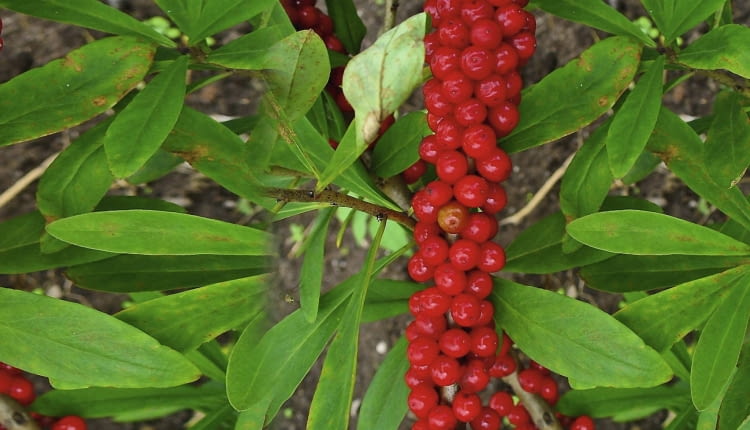5. Wawrzynek wilczełyko (Daphne mezereum) Owoce zawierają dafnetoksynę i mezereinę. Powodują drętwienie ust, puchnięcie twarzy, ślinotok, bóle brzucha, wymioty, biegunkę, odurzenie, uszkodzenie nerek. Już 10 owoców jest dawką śmiertelną. Na szczęście mają palący smak, więc odruchowo się je wypluwa. Nie są natomiast trujące dla ptaków.