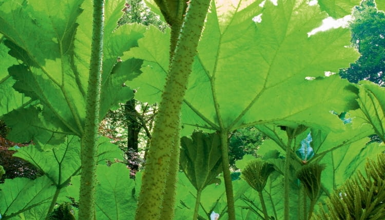 !BBNWB6 Gunnera manicata in spring