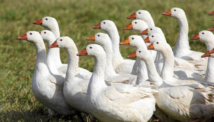 Gesi FOT. DANIEL PACH / URZAD MARSZALKOWSKI