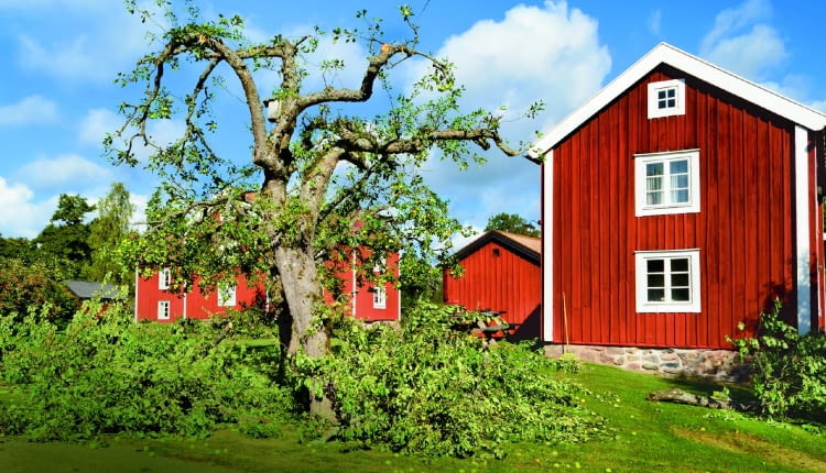 Stara jabłoń po silnym przycięciu ma niższą, dobrze oświetloną koronę. Po prawej: skracanie długopędu nad 3. oczkiem.