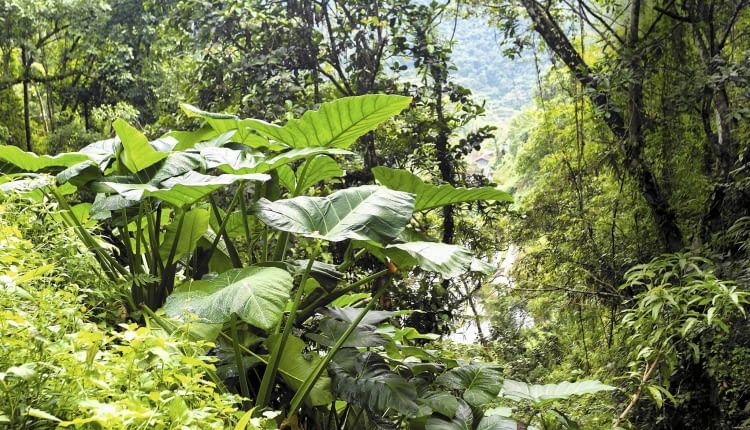 Alokazja amazońska (Alocasia amazonica)