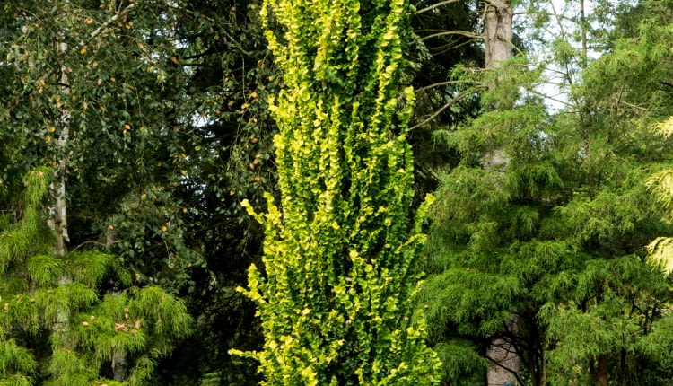Ulmus hollandica 'Wredei' , Wiąz holenderski 'Wredei'