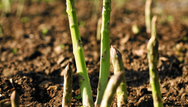 ZIELONE SZPARAGI zbieramy, zanim osiągną 20 cm długości.