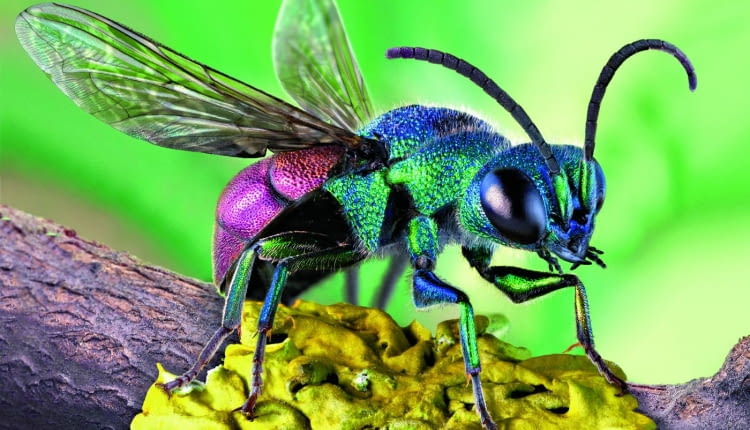 Piękna złotolitka nie buduje gniazd dla swojego potomstwa, lecz składa jaja w gniazdach innych owadów.