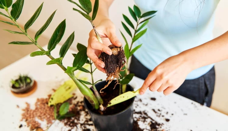 ziemia dla zamiokulkasa