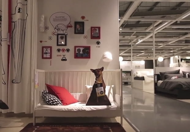 ikea, akcja, psy, akcja charytatywna