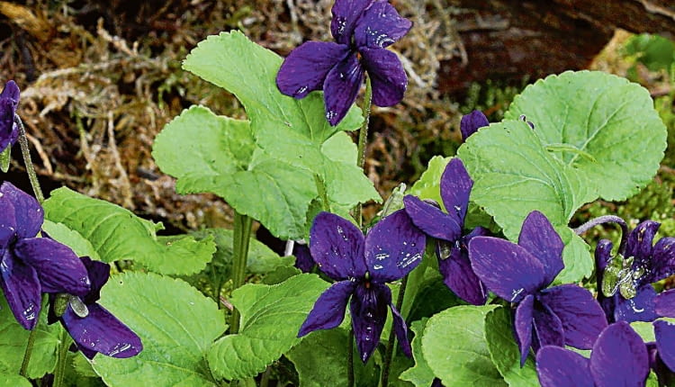 UWAGA ! DO JEDNORAZOWEJ PUBLIKACJIOGROD LESNY , KWIATY - FIOLKI WONNE ( VIOLA ODORATA )FOT. LILIANNA SOKOLOWSKAPUBLIKACJA OGRODY NR 10 (138) - 10 2010