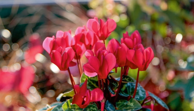 Miniaturowy cyklamen perski - uroczy kwitnący dodatek.