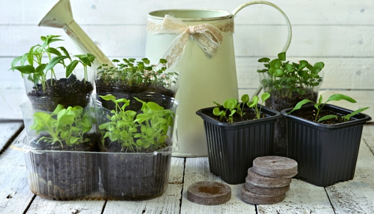 Własnoręcznie zrobiona rozsada to nie tylko oszczędność, ale również ogromna satysfakcja.