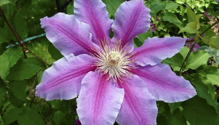 Chcesz, by takie piękne powojniki zdobiły Twój balkon w przyszłym sezonie? Zabezpiecz je przed mrozem.