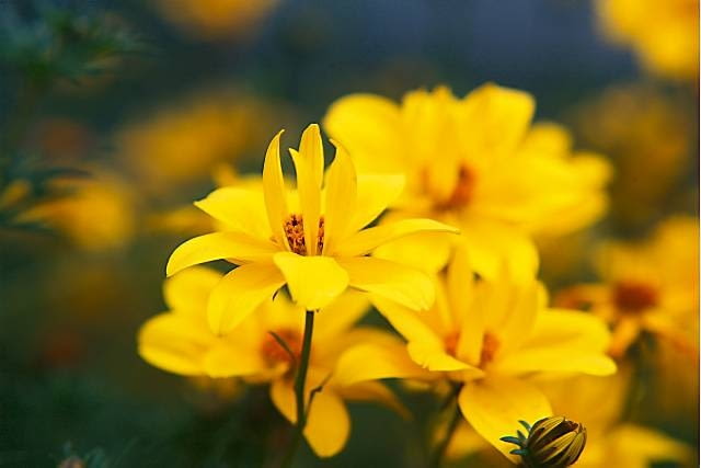 26.06.2009 ZABORZE K/KOSWIECIMIA