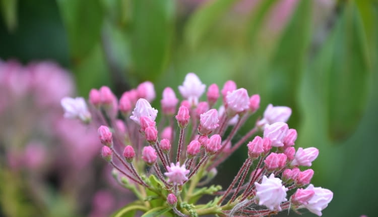 Kalmia