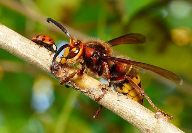 Szerszeń europejski