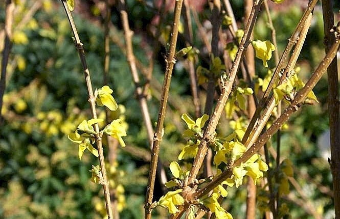 Forsycja pośrednia (Forsythia ×intermedia) Lynwood