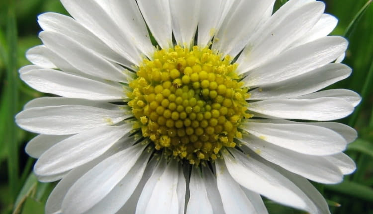 Stokrotka afrykańska