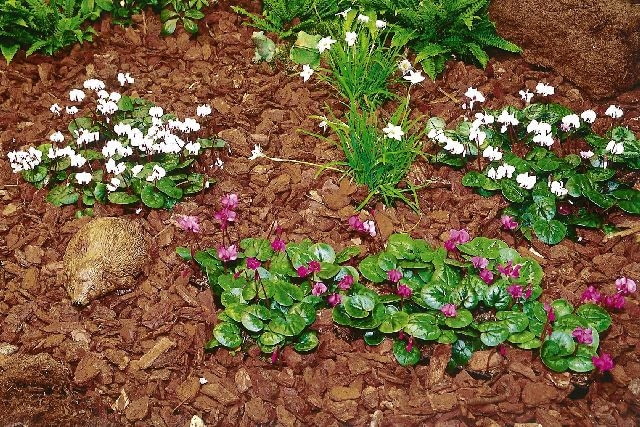 CYKLAMEN NEAPOLITANSKI CYCLAMEN HEDERIFOLIUM ROSLINA NA SALNIAK KORA MULCZOWANIE SCIOLKOWANIE SCIOLKA LATO JESIEN FOT. PAWEL SLOMCZYNSKI / AGENCJA GAZETA SLAJD MALY PUBLIKACJA KWIETNIK NR 10 (118) - 10.2004