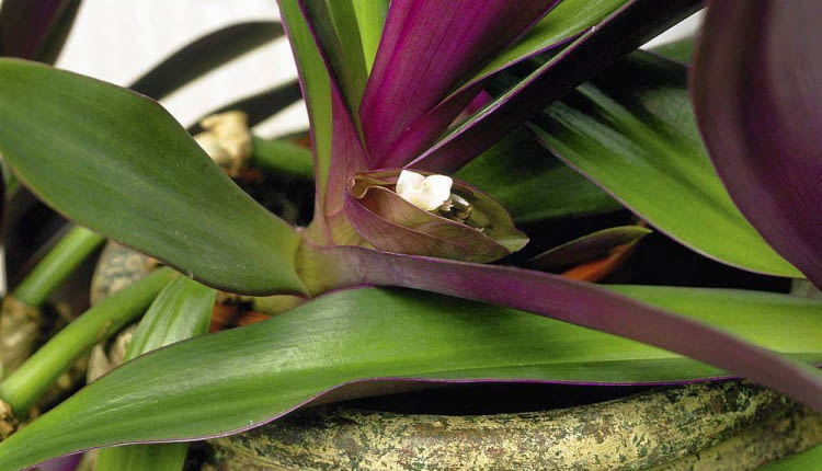 KWIATOSTANY REO przypominają łódeczki. Maleńkie kwiaty wychylają się z nich tylko na kilka godzin