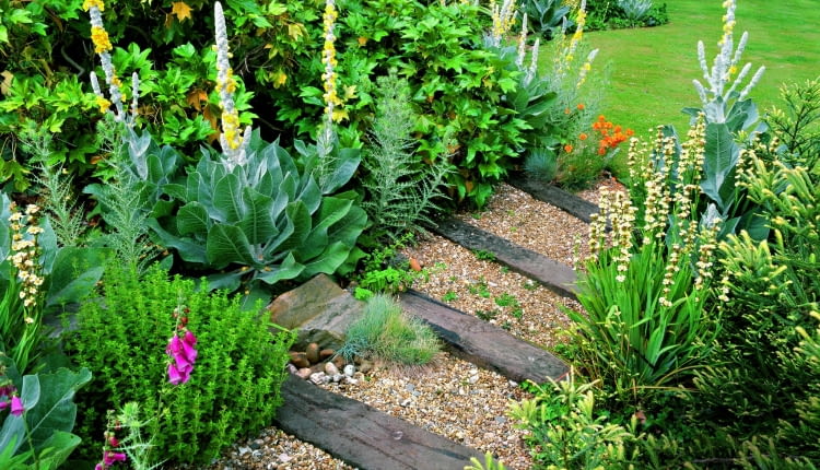 DENMANS GARDEN, SUSSEX: GRAVEL RIVER WITH RAILWAY SLEEPER STEPS PLANTED WITH VERBASCUM OLYMPICUM, SISYRINCHIUM STRIATUM AND FOXGLOVES.DENMANS GARDEN, DESIGNER JOHN BROOKES
