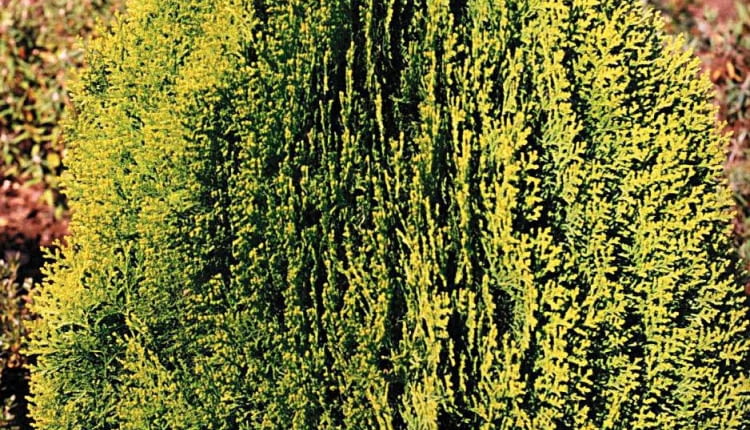 ŻYWOTNIK WSCHODNI 'AUREA NANA' (Platycladus orientalis), zielonkawy latem, a rudy zimą, po 10 latach ma wysokość ok. 0,7 m.