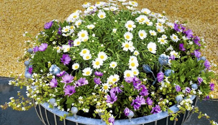 Srebrzeń, fioletowe osteospermum i drobnokwiatowa bakopa posadzone w dużym pojemniku tworzą zgrabną kopułę.