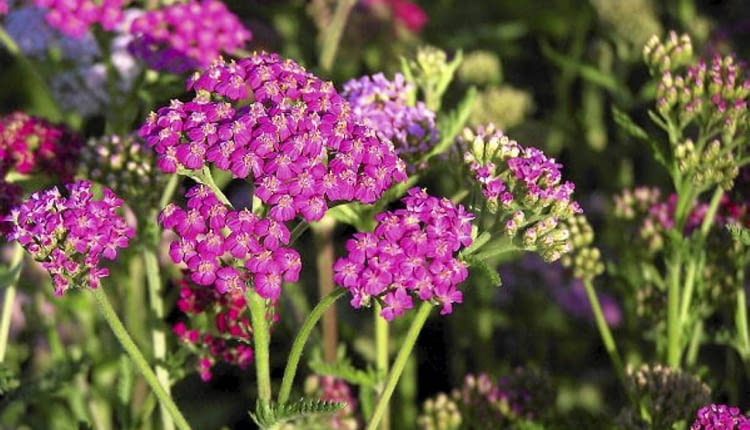 Purpurowy krwawnik 'Cerise Queen' kwitnie od czerwca do października