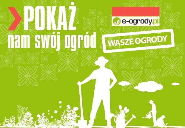 Redakcja