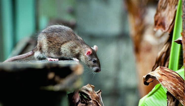 Najczęściej spotykanymi gatunkami są szczur wędrowny (Rattus norvegicus) i szczur śniady (Rattus rattus). Ten pierwszy występuje w całej Polsce, natomiast szczur śniady - w miastach portowych i na zachodzie kraju