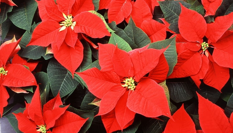 Gwiazda betlejemska czyli poinsecja