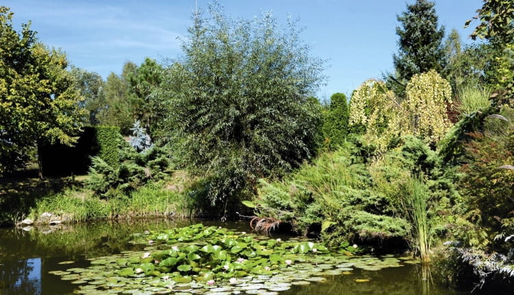 Latem staw zdobią lilie wodne. Pośród nadbrzeżnych wierzb złoci się już od września grujecznik japoński 'Pendulum'.