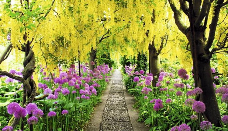 Arch of Laburnum x watereri 'Vossii' underplanted with Alliums at Barnsley House, Gloucestershire.
