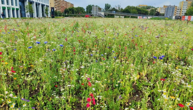 Wrocław West 4 Business Hub