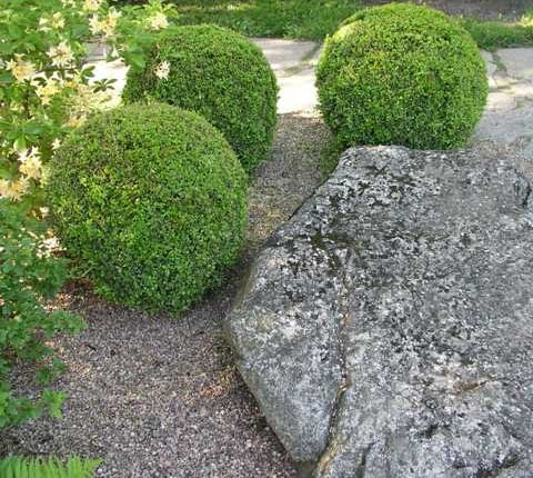 Bukszpan wieczniezielony (Buxus sempervirens)