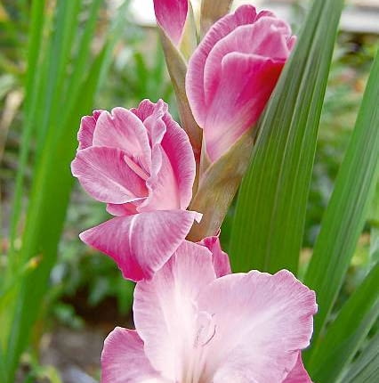 Mieczyk 'Beauty of Holland'