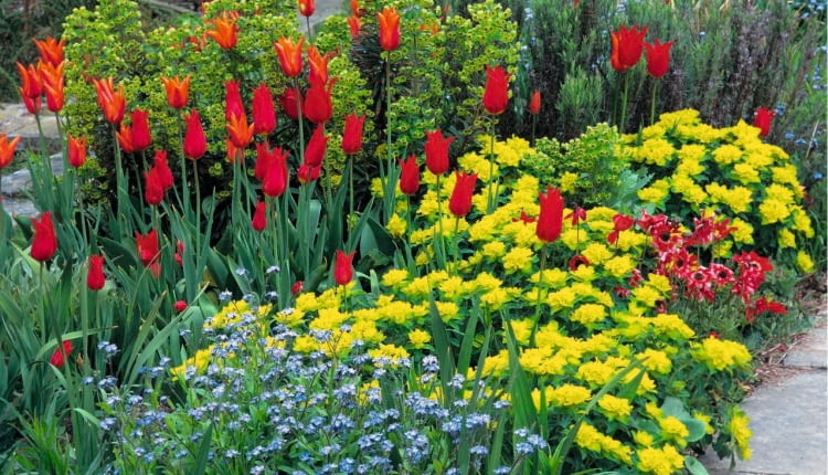 Colourful border of Tulips and Euphorbia polychroma at Great Dixter SLOWA KLUCZOWE: Beet Beete Bepflanzung Blume Cottage Farbe Farben Fr´hling Garten Knolle Knollen Myosotis Raublattgew chse Tulpen Vergissmeinnicht Vergi?meinnicht anpflanzen bepflanzen blau bl´hend bunt einpflanzen gelb rot tulipa quadratisch