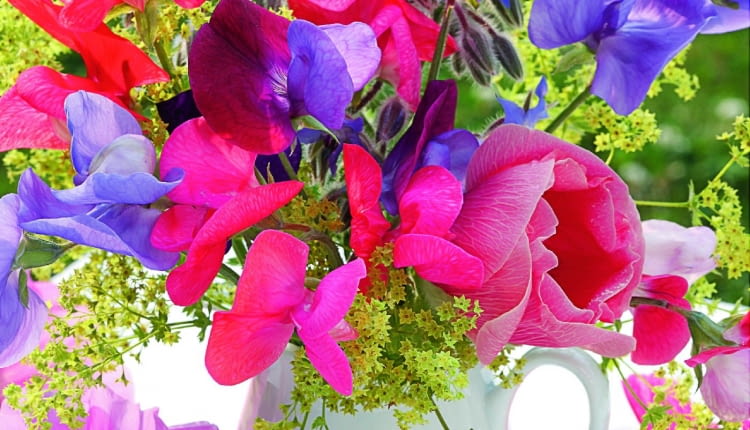 FBouquet of Lathyrus odoratus, Alchemilla, Alcea and Borago officinalis