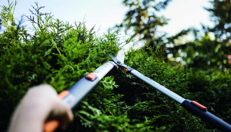 Nożyce do strzyżenia żywopłotu
