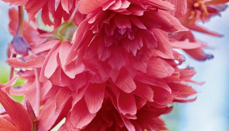 UWAGA ! DO JEDNORAZOWEJ PUBLIKACJIBEGONIA WIECZNIE KWITNACA , BULWIASTA PENDULA ODM. ORANGE , KWIAT , ROSLINA SEZONOWA DO DONICZEK I OGRODOWFOT. TOMASZ CIESIELSKIPUBLIKACJA OGRODY NR 4 (132) - 4 2010