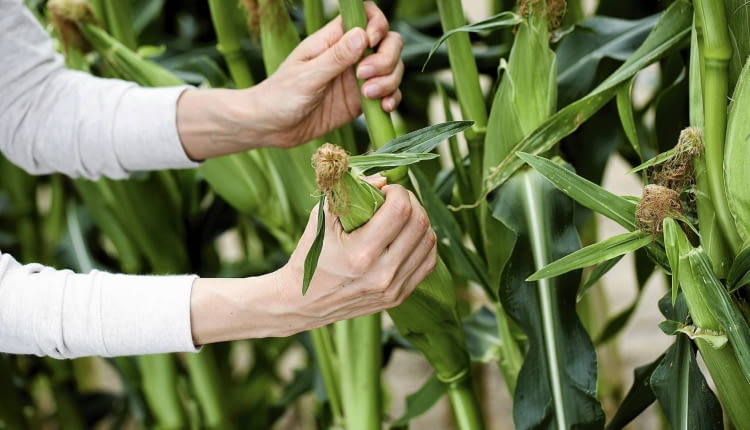 Kukurydzę zbieramy po 3 tygodniach od ukazania się nitek na kolbach