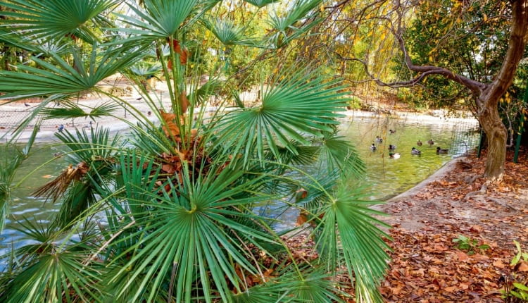 Mocnym zielonym akcentem są dorodne liście palmy szorstkowca Fortunego (Trachycarpus fortunei) - jesienią wspaniale komponują się z przebarwionymi liśćmi platanów.