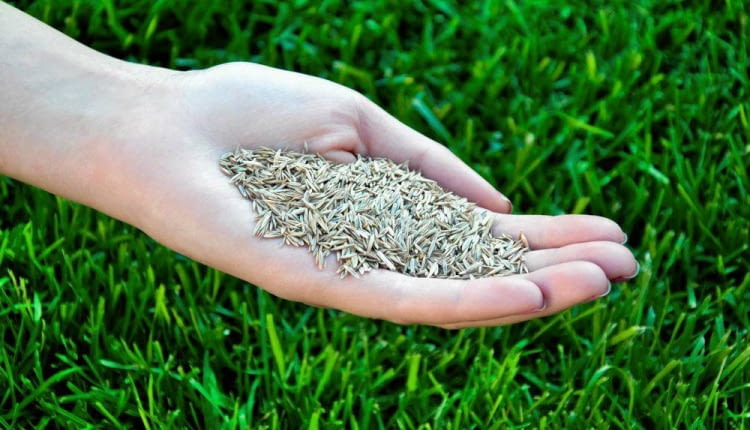 Zanim wysiejemy nasiona musimy mieć pewność, że podłoże jest oczyszczone z chwastów i śmieci