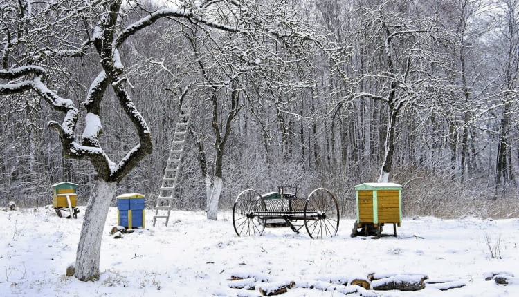 Na początku lutego należy powtórzyć bielenie pni i grubych konarów drzew owocowych mlekiem wapiennym. Odmiany ozdobne można zabezpieczyć, przywiązując do pni od ich południowej strony długie deski